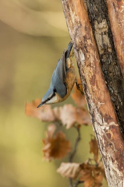 Eurasian Nuthatch Sitting Tree Trunk Forest Clear Bokeh Background Saturated — Stock Photo, Image