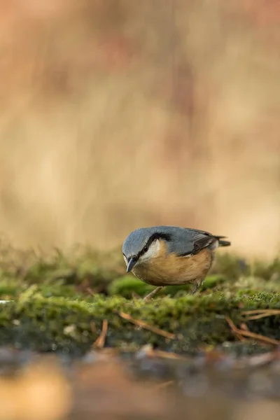 Eurasian Nuthatch Sitting Lichen Shore Pond Water Forest Bokeh Background — Stock Photo, Image