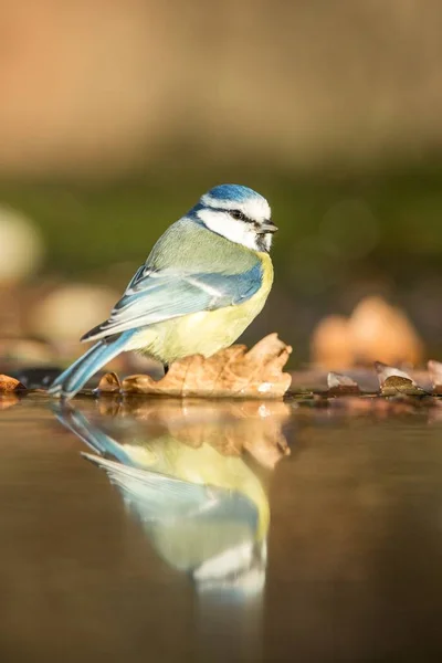 Blue tit sitting on lichen shore of pond water in forest with bokeh background and saturated colors, Czech republic, bird reflected in water, songbird in nature lake habitat, mirror reflection