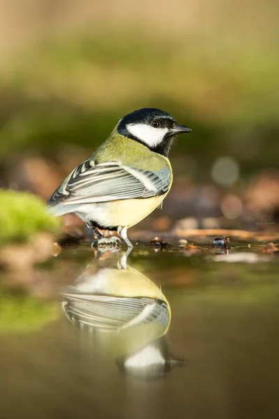 Great tit sitting on lichen shore of pond water in forest with bokeh background and saturated colors, Hungary, bird reflected in water, songbird in nature lake habitat, mirror reflection