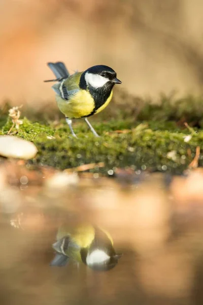 Great tit sitting on lichen shore of pond water in forest with bokeh background and saturated colors, Hungary, bird reflected in water, songbird in nature lake habitat, mirror reflection