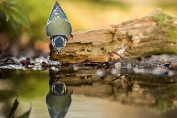 Blaumeise Sitzt Flechtenufer Des Teichwassers Wald Mit Bokeh Hintergrund Und — Stockfoto