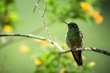 Yeşilimsi puffleg dal, sinekkuşu gelen tropik orman, Kolombiya, oturup istirahat yağmur ormanları, açık renkli arka plan, doğa, yaban hayatı, egzotik kuş gözlemciliği macera tüneyen, minik kuş kuş 