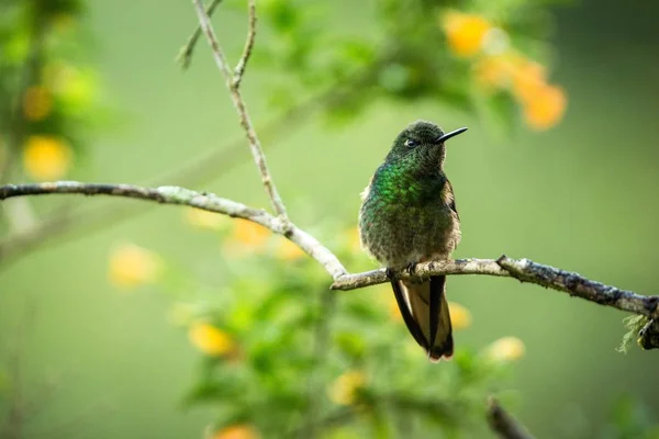 Puffleg Esverdeado Sentado Ramo Beija Flor Floresta Tropical Colômbia Poleiro — Fotografia de Stock