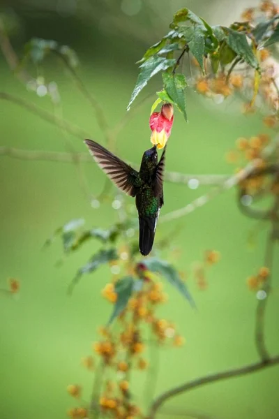 Colared Inca Howering Vedle Žluté Oranžové Květiny Kolumbie Hummingbird Roztaženými — Stock fotografie