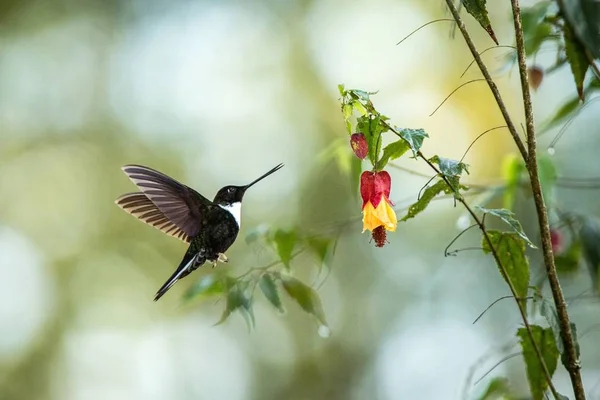 Colared Inca Howering Next Yellow Orange Flower Colombia Hummingbird Outstretched — Fotografia de Stock