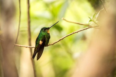 Dalı, dağlardan, Kolombiya, sinek kuşu üzerinde oturan tutkunu kanatlı starfrontlet Nevado del Ruiz, tıraşlama, kuş küçük güzel kuş bahçesinde, dinlenme beyaz arka plan, macera kuş egzotik temizleyin