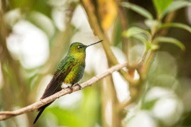 Altın göğüslü şube, dağlardan, Kolombiya, sinek kuşu oturup..... Puffleg Nevado del Ruiz, tıraşlama, kuş küçük güzel kuş bahçesinde, ağaç üzerinde dinlenme açık arka plan, egzotik kuş gözlemciliği macera