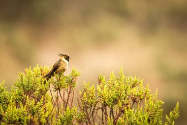 Yeşil sakallı helmetcrest ağaçta Sarı çiçekli, Kolombiya, sinekkuşu nektar çiçeği, yüksek irtifa hayvan çevre, egzotik macera, yabani hayvanlar ve bitkiler yerinden emme dinlenme