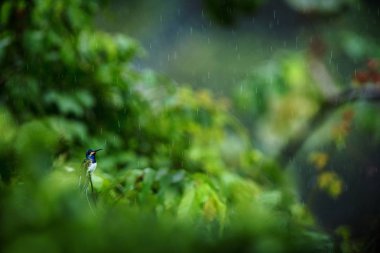 Yağmur, sinekkuşu gelen tropik yağmur ormanı, dalında oturan beyaz yakalı jacobin Kolombiya, tıraşlama, kuş küçük güzel kuş bahçesinde, ağaç üzerinde dinlenme temizleyin arka plan, doğa olay yerinden yaban hayatı