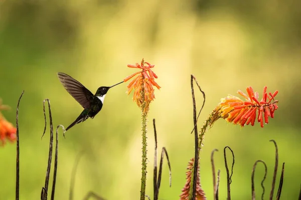 黄色とオレンジの花 広げた翼を持つコロンビア ハチドリ 飛行中の鳥の環境で動物から花蜜をしゃぶりハチドリの横にある Colared インカ Howering — ストック写真