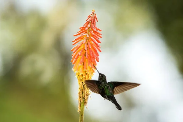 Colared Inca Howering Naast Gele Oranje Bloem Colombia Kolibrie Met — Stockfoto