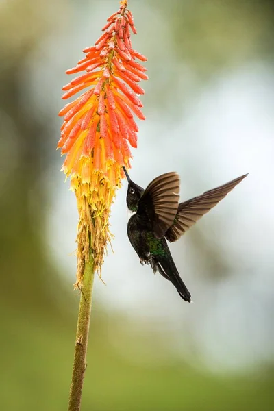 Colared Inca Howering Vedle Žluté Oranžové Květiny Kolumbie Hummingbird Roztaženými — Stock fotografie