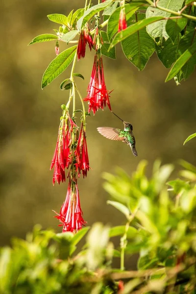 Colared Inca Howering Next Red Flower Colombia Hummingbird Outstretched Wings — Fotografia de Stock