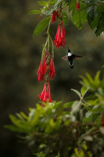 Colared Inka Howering Mellett Piros Virág Kolumbia Kolibri Kitárt Szárnyakkal — Stock Fotó