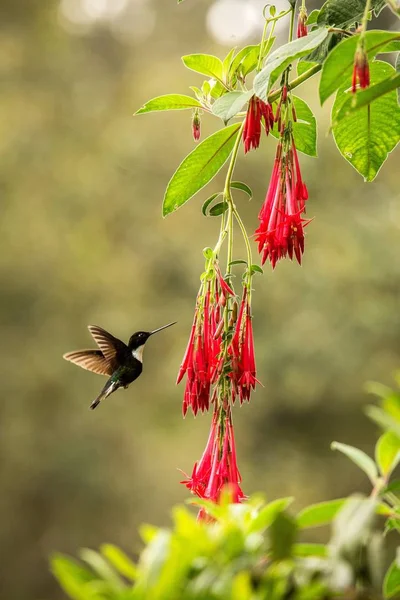 Colared Inca Howering Obok Czerwony Kwiat Kolumbia Koliber Rozpostartymi Skrzydłami — Zdjęcie stockowe
