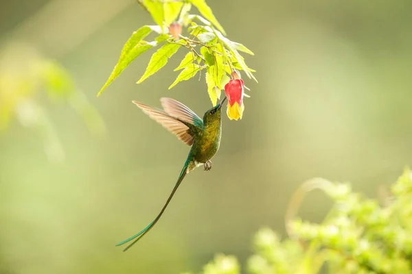 Sylph Cauda Violeta Elevando Lado Flor Amarela Laranja Beija Flor — Fotografia de Stock