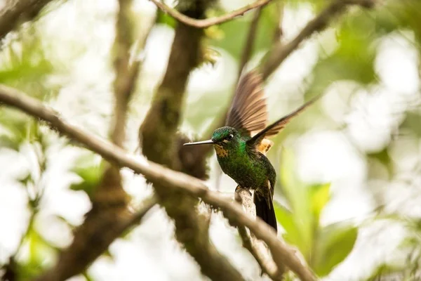 Façade Étoilée Ailes Chamois Assise Sur Une Branche Colibri Des — Photo