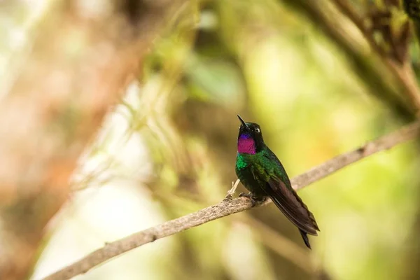 Tourmaline Sunagel Sentado Ramo Beija Flor Das Montanhas Colômbia Nevado — Fotografia de Stock