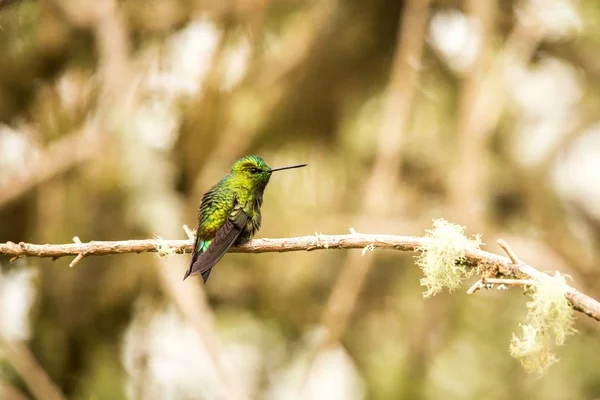 Μαύρο Thighed Puffleg Κάθεται Στο Υποκατάστημα Κολιμπρί Από Βουνά Κολομβία — Φωτογραφία Αρχείου