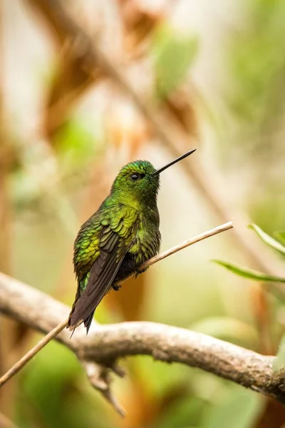 Μαύρο Thighed Puffleg Κάθεται Στο Υποκατάστημα Κολιμπρί Από Βουνά Κολομβία — Φωτογραφία Αρχείου