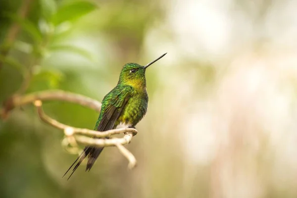 Goldbrust Papageientaucher Auf Ast Sitzend Kolibri Aus Den Bergen Kolumbien — Stockfoto