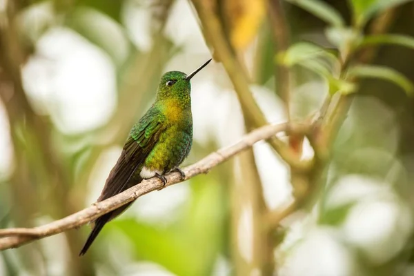Goldbrust Papageientaucher Auf Ast Sitzend Kolibri Aus Den Bergen Kolumbien — Stockfoto