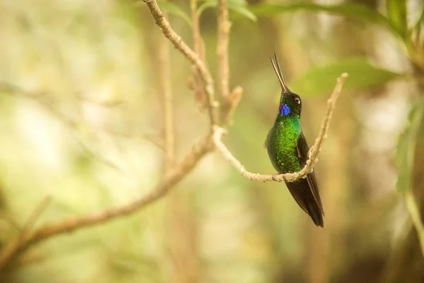 Puffleg 콜롬비아 산에서 루이즈 Perching 정원에서 나무에 이국적인 — 스톡 사진