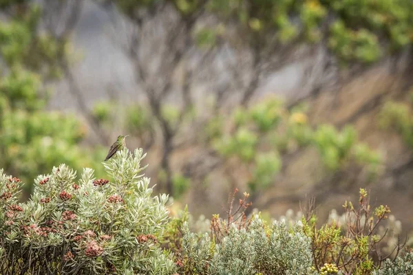 Green-bearded helmetcrest resting on tree with yellow flowers, Colombia, hummingbird sucking nectar from blossom,high altitude animal in its environment,exotic adventure,scene from wildlife