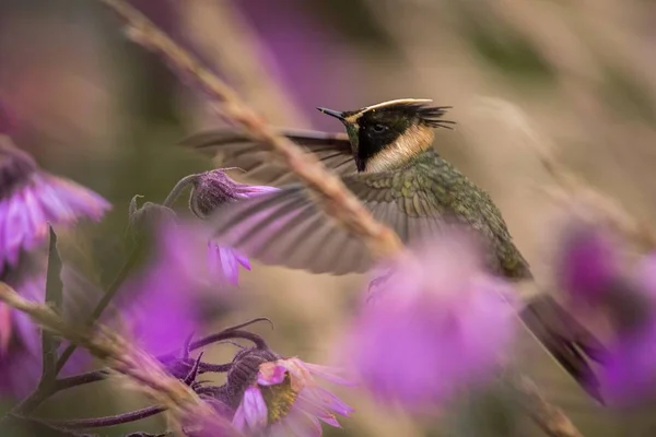 ピンクの花 翼を広げた花 エキゾチックな冒険は その環境で高度動物からの蜜を吸うハチドリとコロンビア ハチドリの横にある緑髭 Helmetcrest Howering — ストック写真