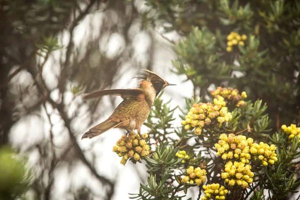 Green-bearded helmetcrest resting on tree with yellow flowers, Colombia, hummingbird sucking nectar from blossom,high altitude animal in its environment,exotic adventure,scene from wildlife