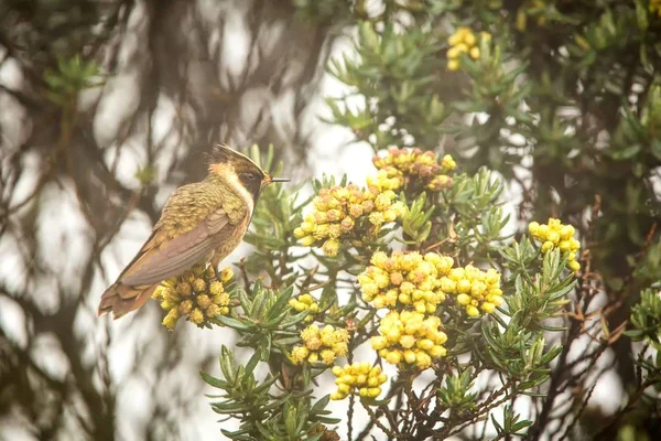 Green-bearded helmetcrest resting on tree with yellow flowers, Colombia, hummingbird sucking nectar from blossom,high altitude animal in its environment,exotic adventure,scene from wildlife