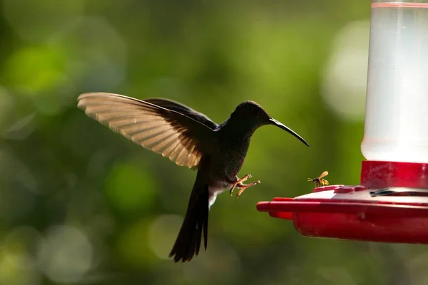 Rufous-tailed hummingbird with outstretched wings,tropical forest,Peru,bird hovering next to red feeder with sugar water, garden,clear background,nature scene,wildlife,exotic adventure