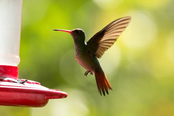 Rufous-tailed hummingbird with outstretched wings,tropical forest,Peru,bird hovering next to red feeder with sugar water, garden,clear background,nature scene,wildlife,exotic adventure