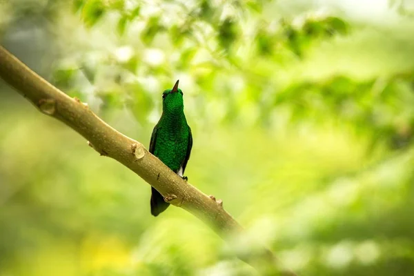 Plumeleteer Branco Ventilado Que Senta Ramo Hummingbird Floresta Tropical Equador — Fotografia de Stock