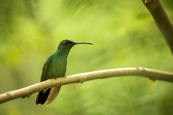 Weißbelüfteter Federvieh Auf Ast Sitzend Kolibri Aus Tropischem Regenwald Ecuador — Stockfoto