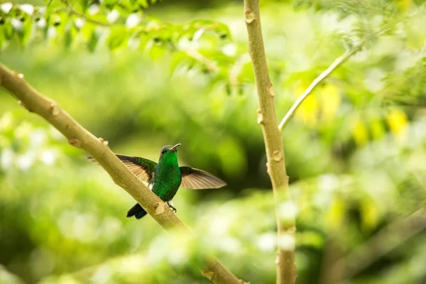 Puffleg Brilhante Sentado Ramo Chuva Beija Flor Floresta Tropical Colômbia — Fotografia de Stock