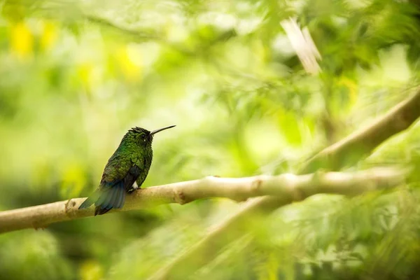 Brillante Puffleg Sentado Rama Lluvia Colibrí Selva Tropical Colombia Pájaro —  Fotos de Stock
