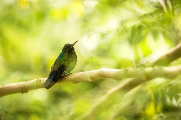 Glowing Puffleg sitting on branch in rain, hummingbird from tropical rain forest,Colombia,bird perching,tiny beautiful bird resting on tree in garden,clear background,exotic birding