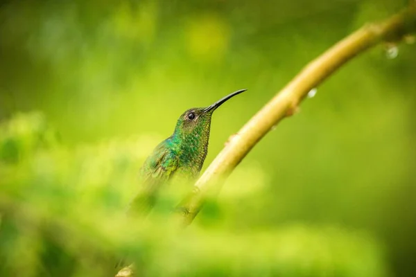 Λαμπερό Puffleg Κάθεται Στο Υποκατάστημα Στην Βροχή Κολιμπρί Από Τροπικό — Φωτογραφία Αρχείου