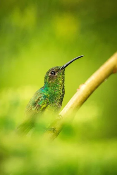 Puffleg Brilhante Sentado Ramo Beija Flor Floresta Tropical Equador Pássaro — Fotografia de Stock