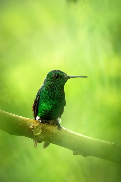 Puchatek Siedzący Gałęzi Koliber Tropikalnych Lasów Deszczowych Ekwador Ptaka Perching — Zdjęcie stockowe