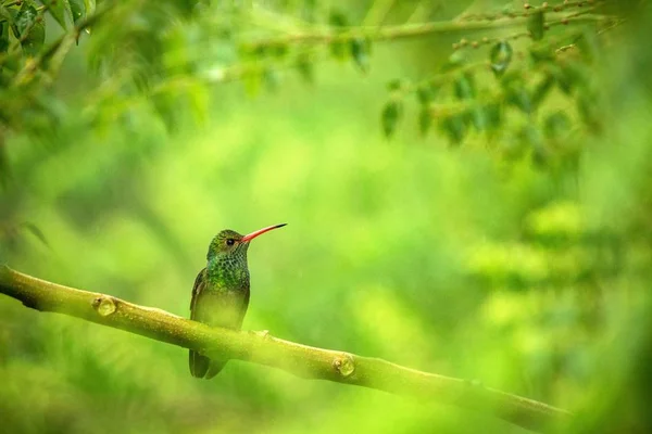 Светящийся Puffleg Сидя Ветке Колибри Тропического Тропического Леса Эквадор Птица — стоковое фото