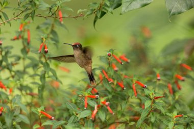 Yağmur altında kırmızı çiçek yanındaki hovering endemik sinek kuşu ile Bahçe, güzel sinekkuşu nektar çiçek üzerinden emme tropikal orman, Kolombiya, kuş kanatları, doğa yaban hayatı sahne uzanmış