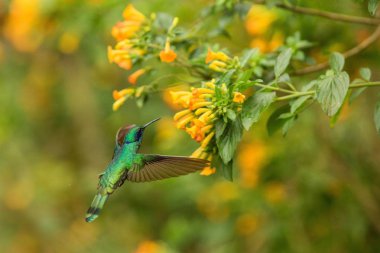 Yeşil menekşekulaklı, Colibri thalassinus, sarı çiçek Bahçe, dağ tropikal orman, Meksika, doğal yaşam, güzel sinek kuşu, renkli ve net arka plan kuştan yanındaki hovering