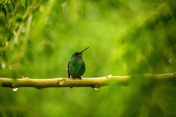 Steely Ventilerade Hummingbird Sitter Gren Regn Hummingbird Från Tropisk Regnskog — Stockfoto
