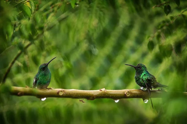 Dvě Kolibříci Zářící Puffleg Sedící Větvi Dešti Tropickém Pralese Kolumbie — Stock fotografie