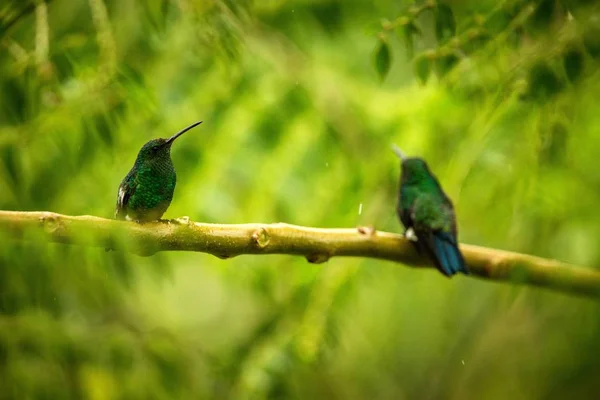 Due Colibrì Gambe Gonfie Incandescenti Seduti Ramo Sotto Pioggia Nella — Foto Stock