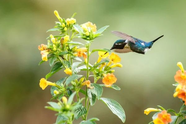 Endemic Santa Marta Woodstar Pairando Lado Flores Amarelas Jardim Beija — Fotografia de Stock