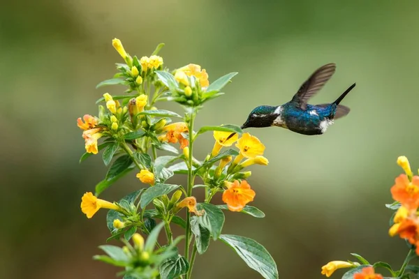 Endemic Santa Marta Woodstar Pairando Lado Flores Amarelas Jardim Beija — Fotografia de Stock